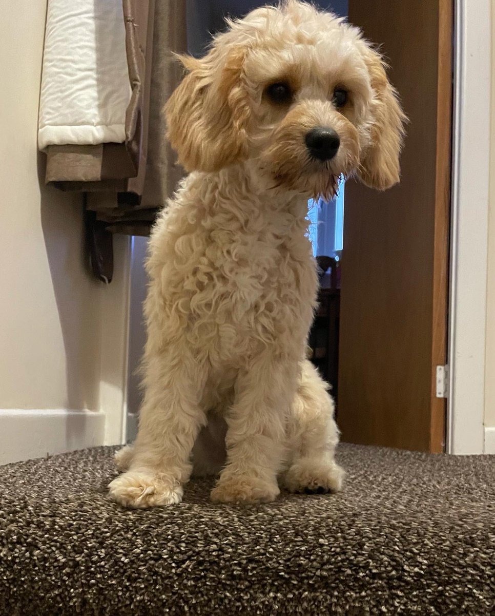 JoeyTeeeeeee's tweet photo. @bunsenbernerbmd Poppy at 3 months vs Poppy at 6 months https://t.co/5Kzu9MHf7T