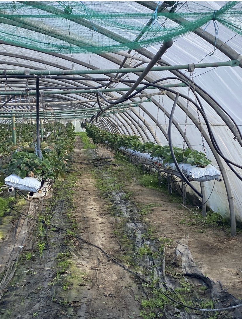 🧑‍🌾 Visite de l’ACI La ferme de Wavrin avec #capemploi59 dans le cadre de la semaine du #Handicap #SEEDPH2022 🤝Une rencontre enrichissante et ouverte sur l'emploi des personnes en situation de handicap sur des postes en CDDI d’agents polyvalents de maraîchage. #poleemploi #seclin