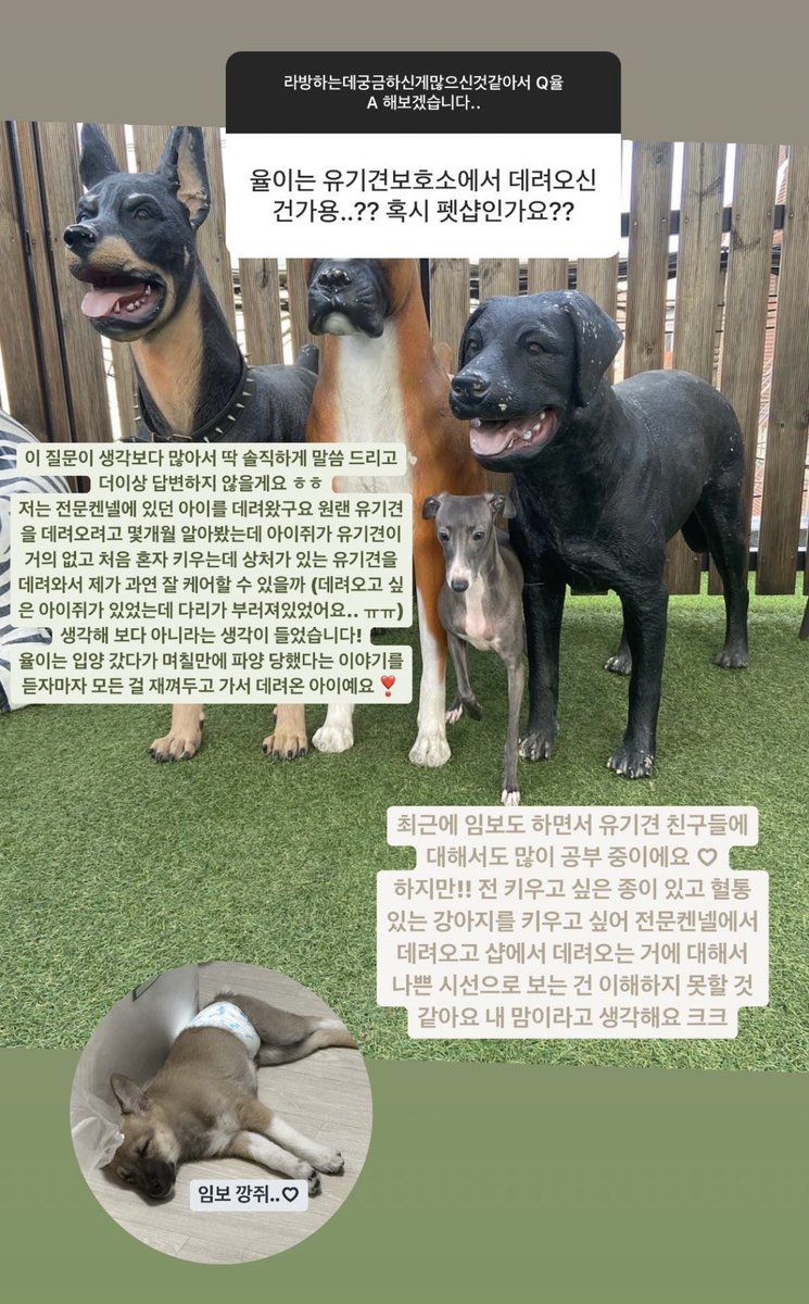 iwillmuteu_jny's tweet photo. 알고 보셨으면 좋겠어요 ~ 
이런 사람이 있으니 펫샵 소비가 줄기는 커녕 늘어나는 게 아닌가 싶네요~ https://t.co/YjrJ2sbTnj