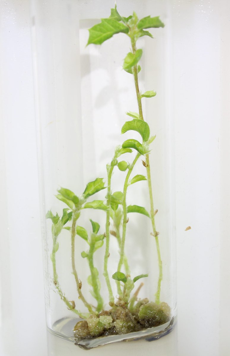 The International Oak Society is accepting applications for its Oak Conservation and Research Fund, which will disburse three $5,000 awards to support conservation and research projects focusing on oaks. Deadline is December 9th. Details on our website: bit.ly/OCandR