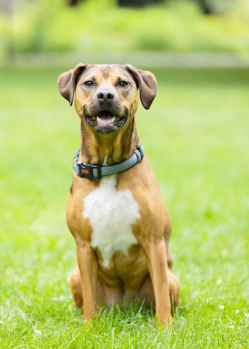 HarvardMuseum's tweet photo. Do you have any special dogs at home?
Tamsin is my #RescueDog from Atlanta. She's a Lab x Aussie x everything else mix, or "supermutt" for short! Tamsin is my scientific muse and happily pilots my studies in exchange for treats. #RescueDogs #DogsofBoston #DogsofHarvard https://t.co/5QiThJb5b4