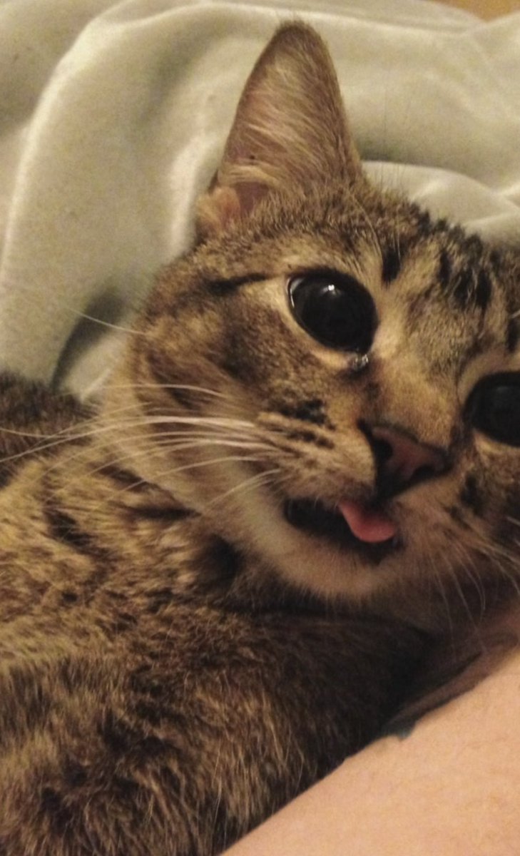 GM and happy Wednesday! Here’s some Pandora blep to get you through the day. 🥰