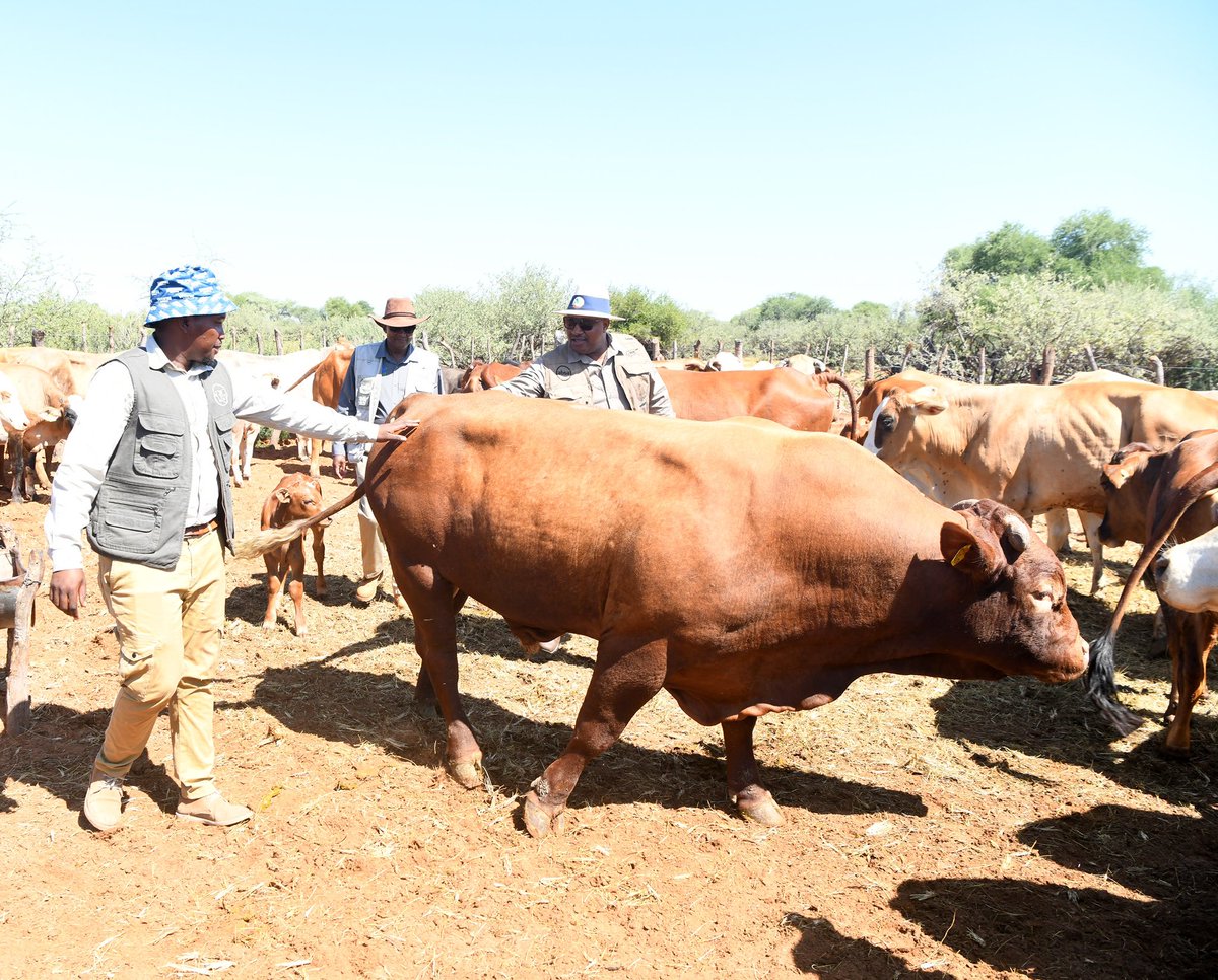 OfficialMasisi's tweet photo. I urge you all to make full use of programmes the government offers such as the Youth Development Fund (YDF) of which this 32-year-old farmer was funded P90 000. From the funds, he bought 15 heifers leading to a current total of 31 cattle. https://t.co/XFcVrLMFXA
