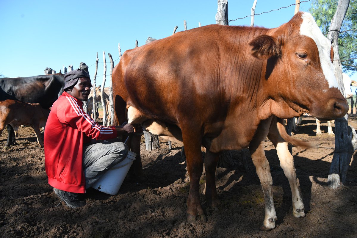 OfficialMasisi's tweet photo. I urge you all to make full use of programmes the government offers such as the Youth Development Fund (YDF) of which this 32-year-old farmer was funded P90 000. From the funds, he bought 15 heifers leading to a current total of 31 cattle. https://t.co/XFcVrLMFXA