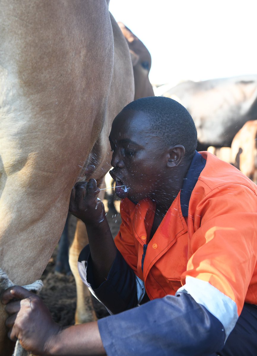 OfficialMasisi's tweet photo. I urge you all to make full use of programmes the government offers such as the Youth Development Fund (YDF) of which this 32-year-old farmer was funded P90 000. From the funds, he bought 15 heifers leading to a current total of 31 cattle. https://t.co/XFcVrLMFXA