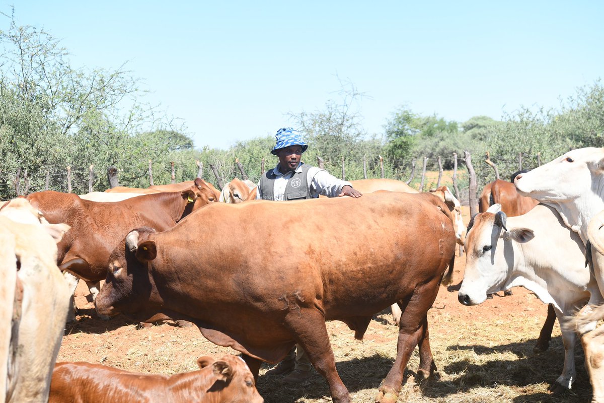 OfficialMasisi's tweet photo. I am pleased that the selection of Mr. Bote, makes him one of the 156 farmers across Botswana and still counting,  who have benefited from our initiative to donate bucks, rams, and bulls to Batswana. https://t.co/3F3MJKEOQo