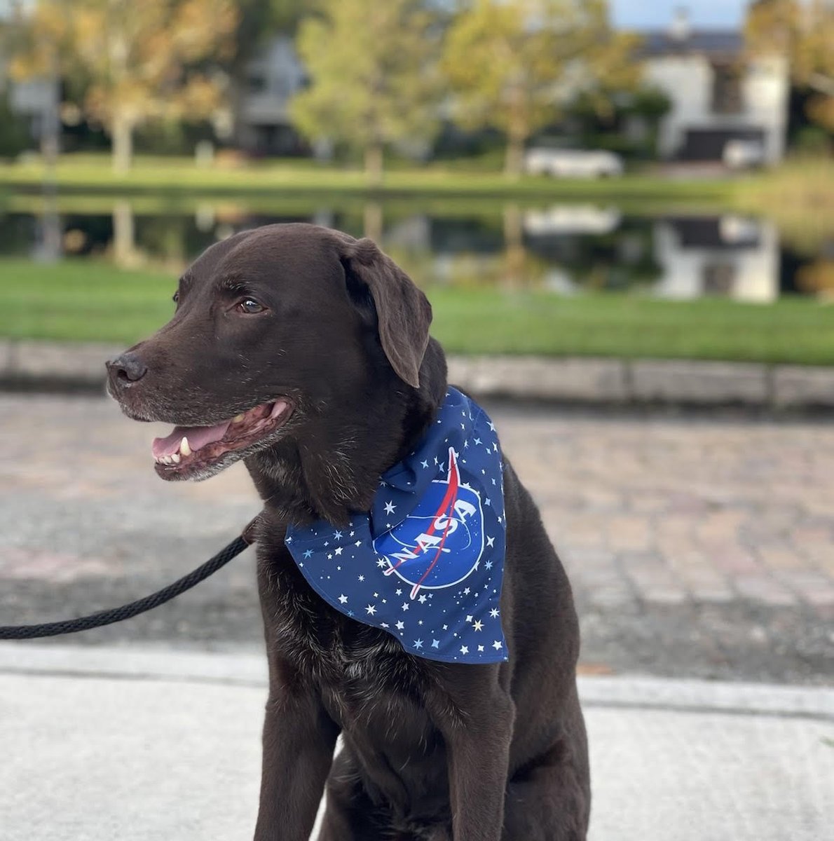 Kona was so excited to see the #Artemis1 launch last night🚀 If you missed it, watch the launch here ▶️ youtube.com/watch?v=CMLD0L…