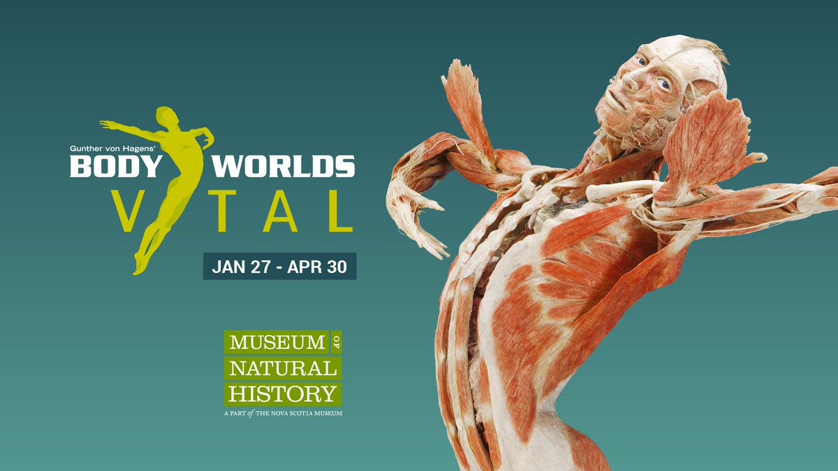We have some exciting news! We are welcoming a new travelling exhibit on January 27th. Body Worlds Vital will be on view until April 30th. This incredible exhibit gives a new perspective on our bodies and how they work. Not to be missed! #BodyWorldsMNH GC