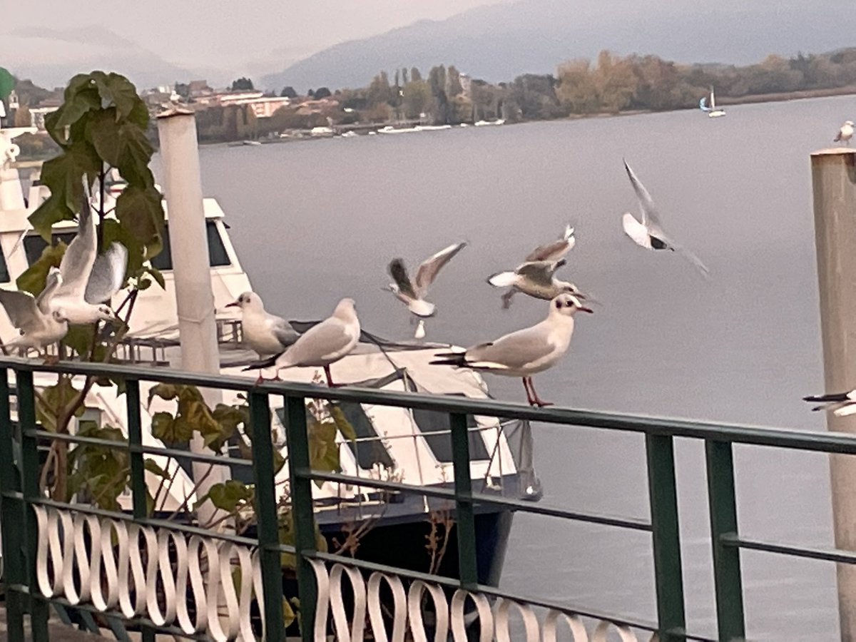 salvo872012's tweet photo. Povero gabbiano 🐦 https://t.co/XOwx6Nhnr9