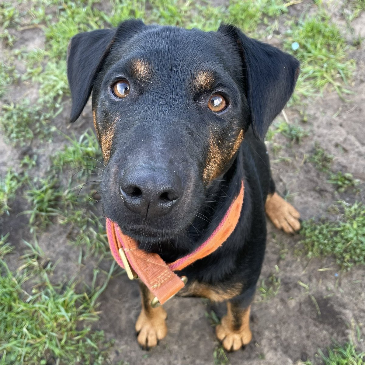 NEWBIE!!! 😍 HI TED 👋🏻 LUSH! I went to meet Ted &amp; his big sis Nel this morning &amp; was absolutely delighted when his pawrents asked if he could come out to play right away! 🤩 You would never have known it was his first outing with us, he fit right in 🥰 #PawprintsforMiles