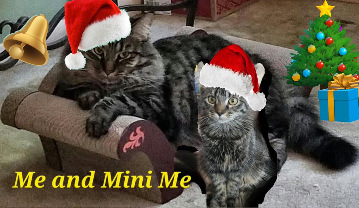 🦁Isabella, 🐈‍⬛Tommy & 🐱Alex tweet media