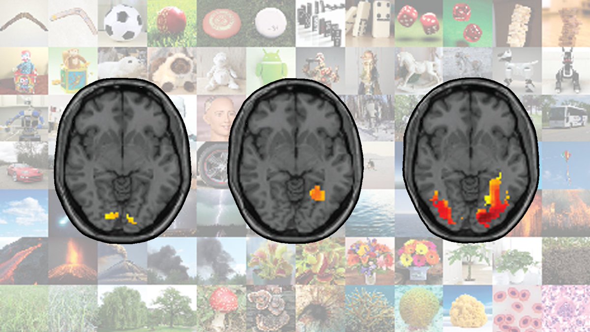 How do you decide if something is alive? <a href="/KamilaJozwik/">Kamila Jozwik</a> &amp; <a href="/KriegeskorteLab/">Nikolaus Kriegeskorte</a> identified five qualities we look for. Research revealed signs of some of those qualities in brain activity and in determinations made while looking at photos of objects.
zuckermaninstitute.columbia.edu/mental-landsca…