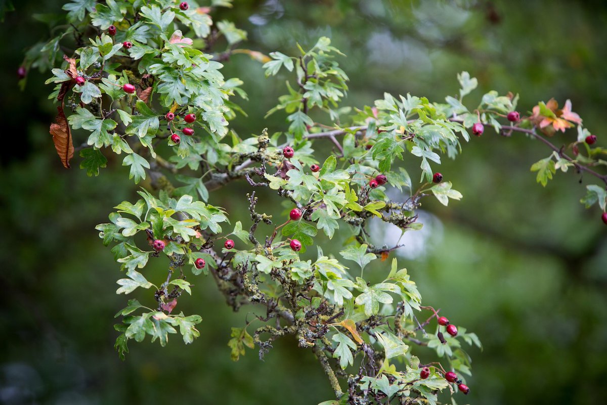 combermereabbey's tweet photo. Berries, nuts, and leaves galore! We practice #SustainableForaging and #WoodlandManagement on the estate and are always amazed by the wonderful gifts weβre given by mother nature here at Combermere Abbey π₯π #Sustainability https://t.co/a1wqRjXwHE