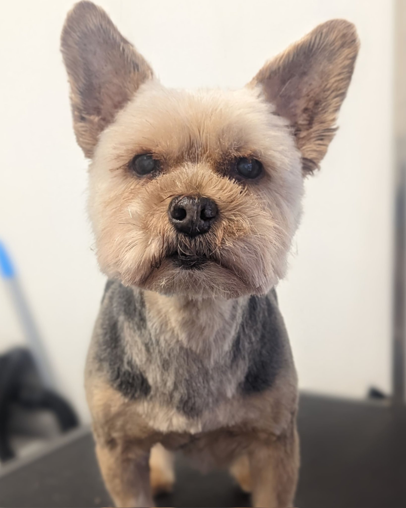 Shampoochie pet spa sales