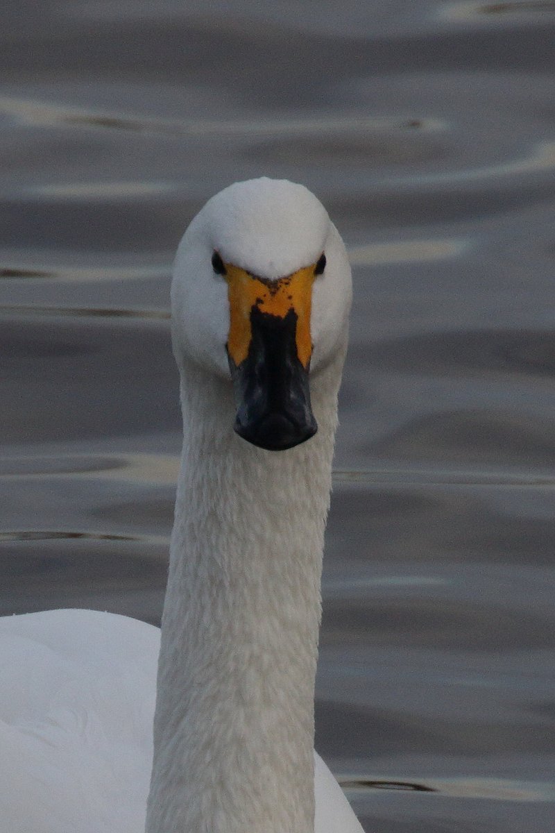 WWTSlimbridge's tweet photo. Say hello to our new arrivals! Four Bewick's swans arrived overnight, bringing the total to nine Bewick's at Slimbridge. New arrivals include the Babato (male) and Babaco (female), pictures 1 and 2.  

1/4 https://t.co/2UIFZNdFER