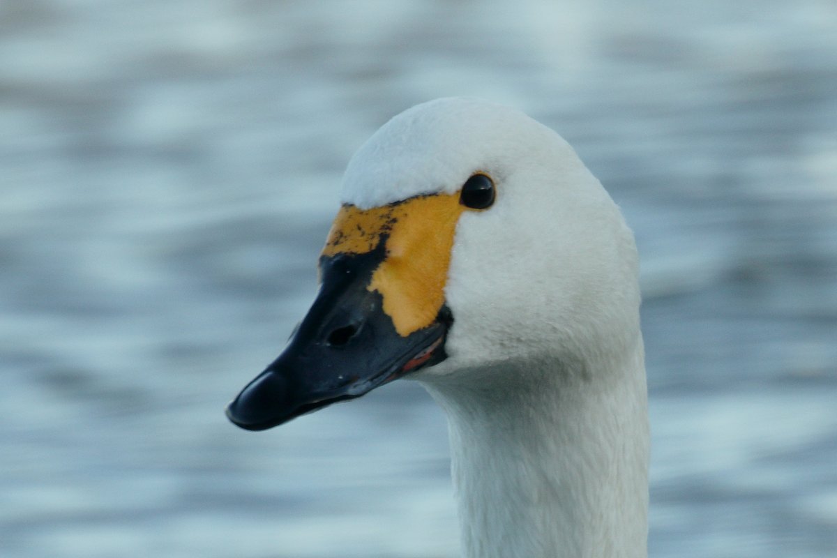 WWTSlimbridge's tweet photo. Say hello to our new arrivals! Four Bewick's swans arrived overnight, bringing the total to nine Bewick's at Slimbridge. New arrivals include the Babato (male) and Babaco (female), pictures 1 and 2.  

1/4 https://t.co/2UIFZNdFER