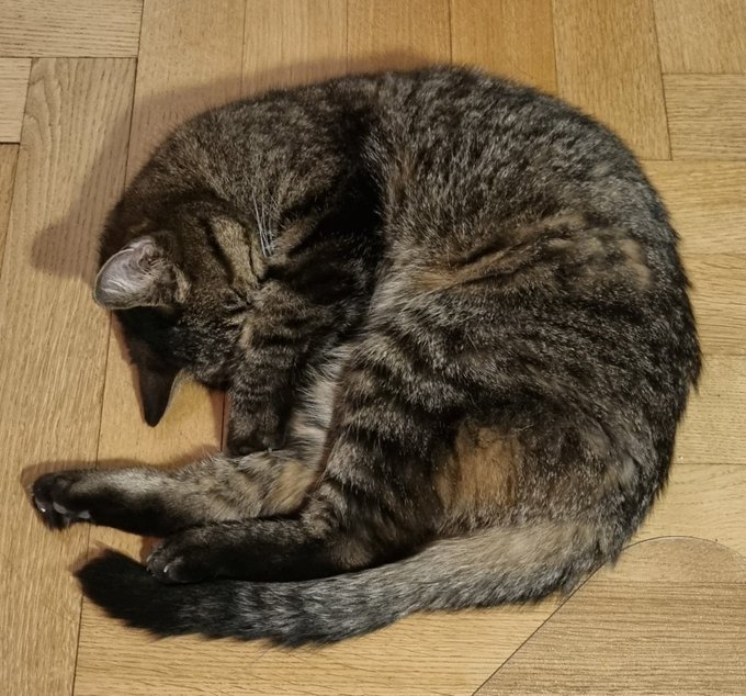 Un peu de douceur ❤️ daily reminder que mon chat est beau https://t.co/ed6Ez72UOt