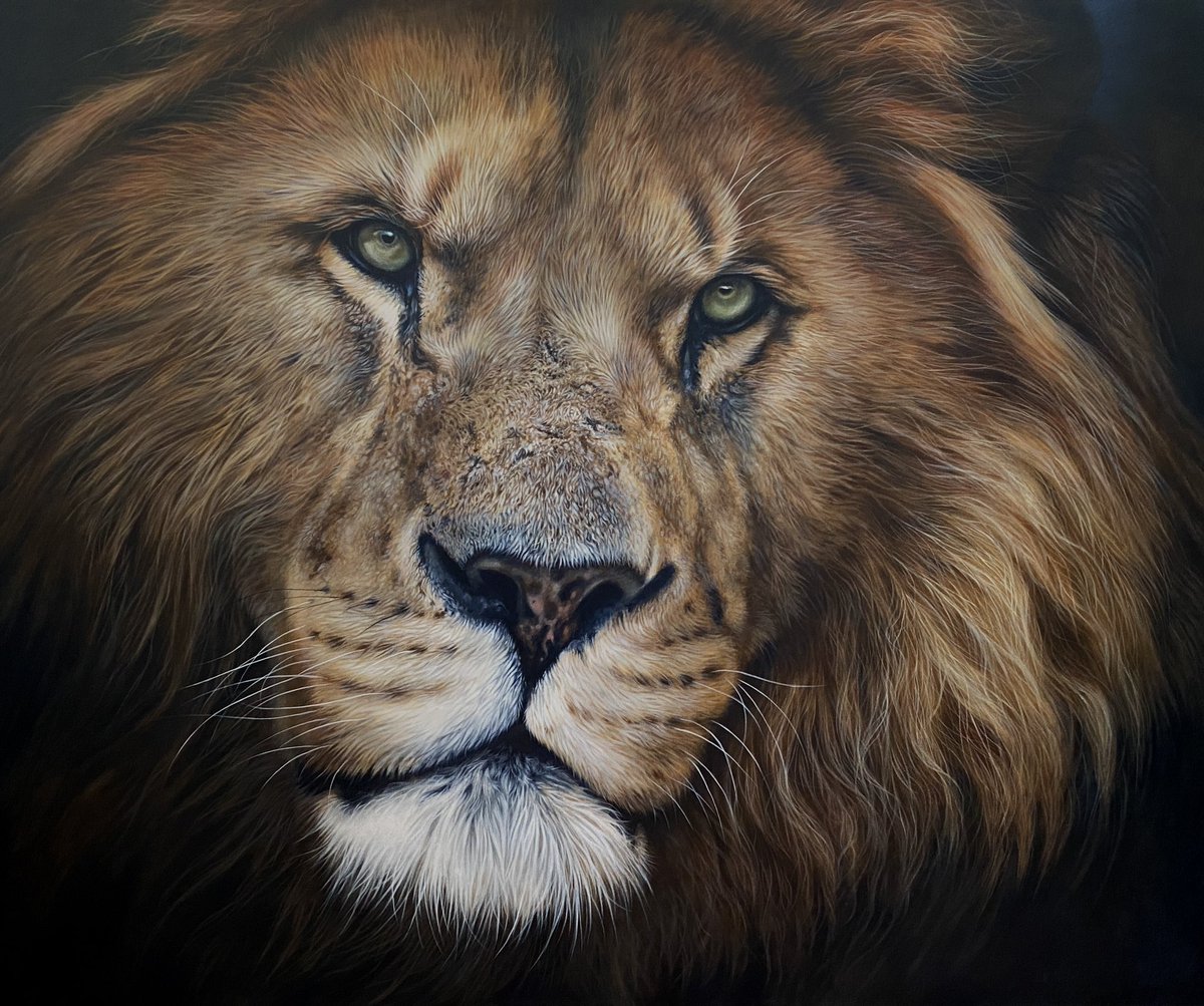 Big lion acrylic painting from earlier this year…..this painting was a specially commissioned piece, it was quite large at 100 x 130cm. julierhodes.com

#malelion #lionpainting #lionart #artcommission #artpainting #acrylicartist #wildlifeart #realisticart