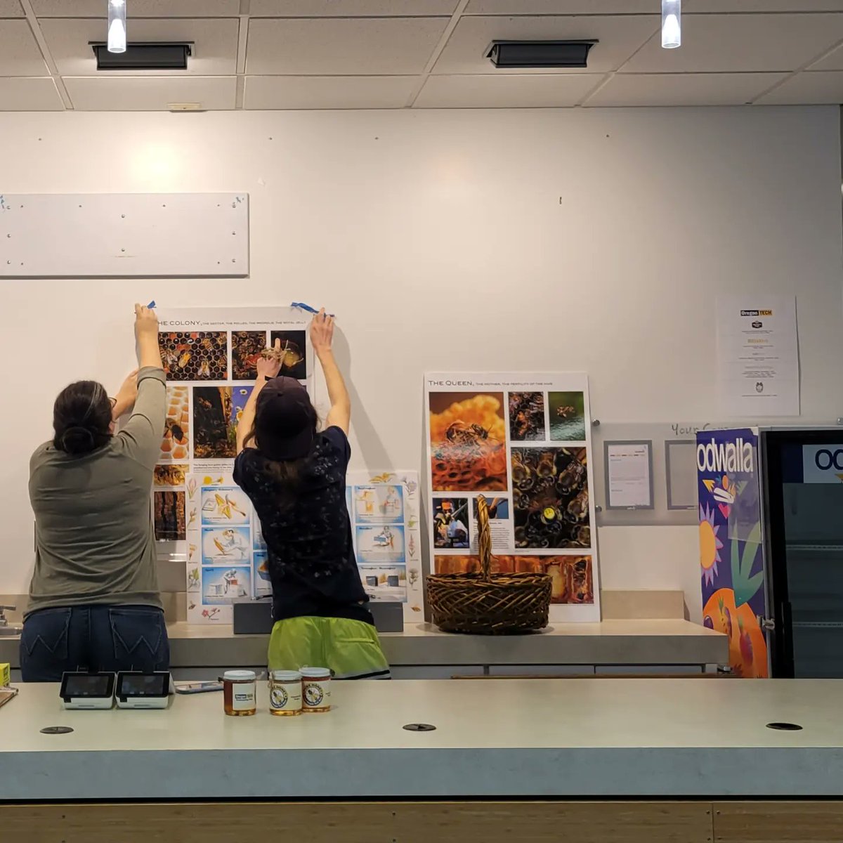 natscience_OIT's tweet image. We had our annual honey sell yesterday on campus. Harvested from our bee keeping club's hives. We sold out so quick! Thanks for your support #hustlinowls 🍯#oit #ortech #beekeeping #bees #HONEY #oitowls
#oregon #klamathfalls #honeybee #ortechnology