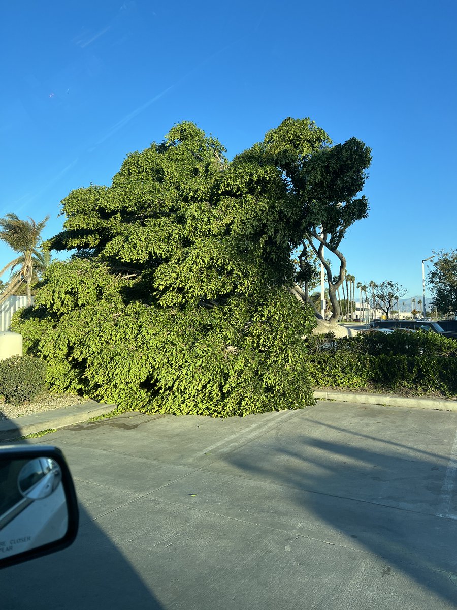 NWSLosAngeles's tweet photo. Be cautious of falling trees and power outages today due to the gusty #SantaAnaWinds in Ventura and Los Angeles Counties. This image was due to overnight gusts of 40-55 mph on the Oxnard Plain. Winds will slowly decrease through the day. #CAwx #LAweather https://t.co/0VX0CkgkiD