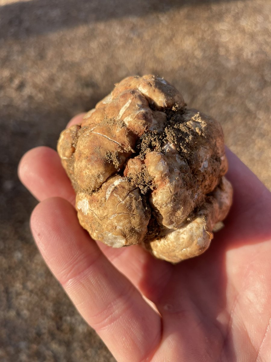 We accidentally knocked this beauty out of the ground today.  Our #truffles aren’t ripe yet but they’re looking great. #truffle #Food #chef