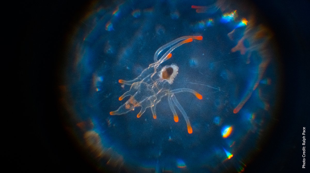 Conserve_CA's tweet photo. ⭐ BIG NEWS ⭐ In collaboration with leaders across several states, countries, Tribes, and First Nations, TNC developed a roadmap to accelerate the recovery of this critical marine species. (🧵1/4)

➡️ Full report: https://t.co/XDj0obJbNn https://t.co/1ZtkIGWtfN