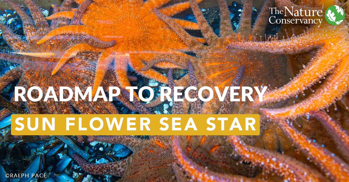 Conserve_CA's tweet photo. ⭐ BIG NEWS ⭐ In collaboration with leaders across several states, countries, Tribes, and First Nations, TNC developed a roadmap to accelerate the recovery of this critical marine species. (🧵1/4)

➡️ Full report: https://t.co/XDj0obJbNn https://t.co/1ZtkIGWtfN
