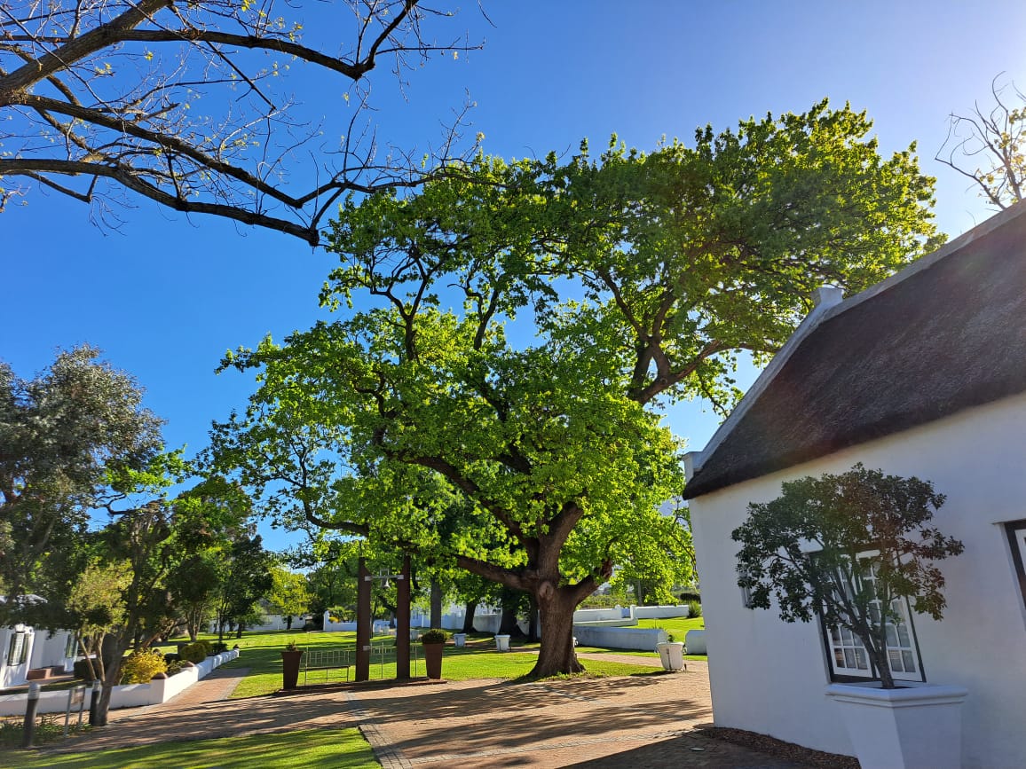 Allée Bleue Estate (@alleebleue) on Twitter photo Old oak trees, Cape Dutch buildings and a warm welcome await you at Allée Bleue - come and discover our delicious wines, Bistro meals and picnics.
For more info:
alleebleue.co.za/experiences/
#AlleeBleueExperiences <a href="/Franschhoek_SA/">Franschhoek Wine Valley</a> Old oak trees, Cape Dutch buildings and a warm welcome await you at Allée Bleue - come and discover our delicious wines, Bistro meals and picnics.
For more info:
alleebleue.co.za/experiences/
#AlleeBleueExperiences <a href="/Franschhoek_SA/">Franschhoek Wine Valley</a>
