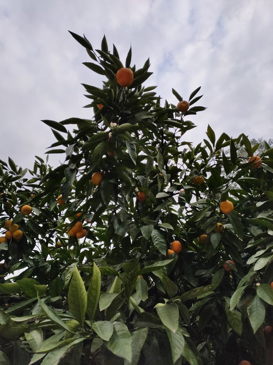 Мушмула цветет, мандарины созрели