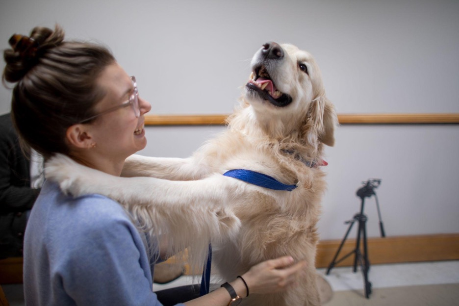HarvardMuseum's tweet photo. This is Loki, the #GoldenRetriever. He was a superstar and went onstage in my TEDx talk: Julia Espinosa: The secret life of dogs #TEDTalk. Watch the talk: https://t.co/X87z6yyKx4. Also shown: a Labrador Retriever MRI scan image. #DogBehavior #dogsofscience #SecretLifeofDogs https://t.co/c9FYlqIaLo