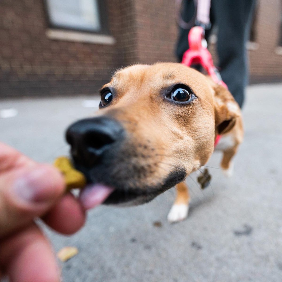 thedogist tweet picture