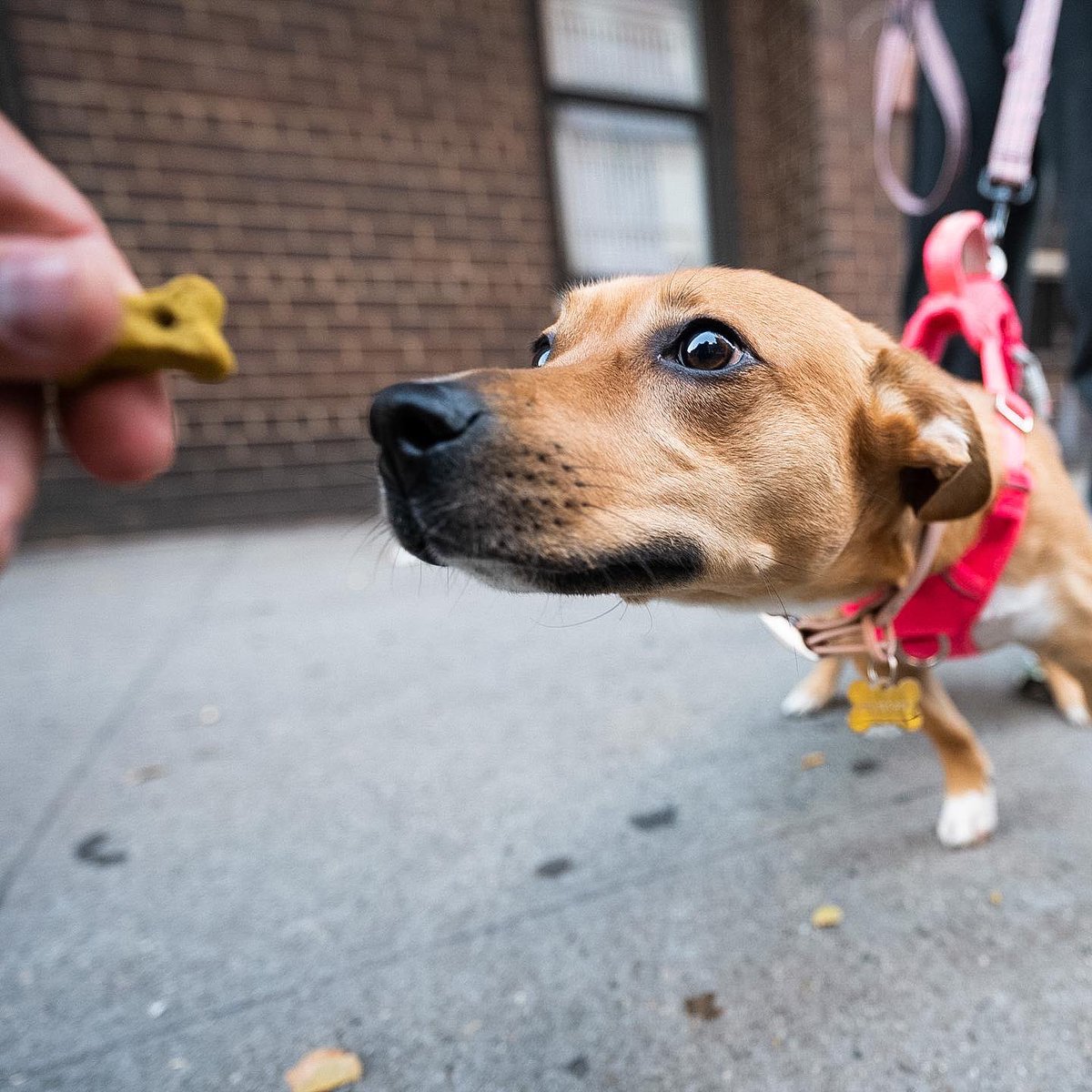 thedogist tweet picture