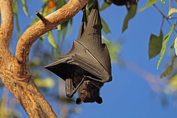 Peace_Cooking's tweet photo. We upset the ecological balance in more ways than we can imagine. This story from The New York Times is a scary reminder of how human and animal life are affected --- Deforestation Brings Bat-Borne Virus Home to Roost https://t.co/BQNYocVK8v? https://t.co/XWhgwANG7h