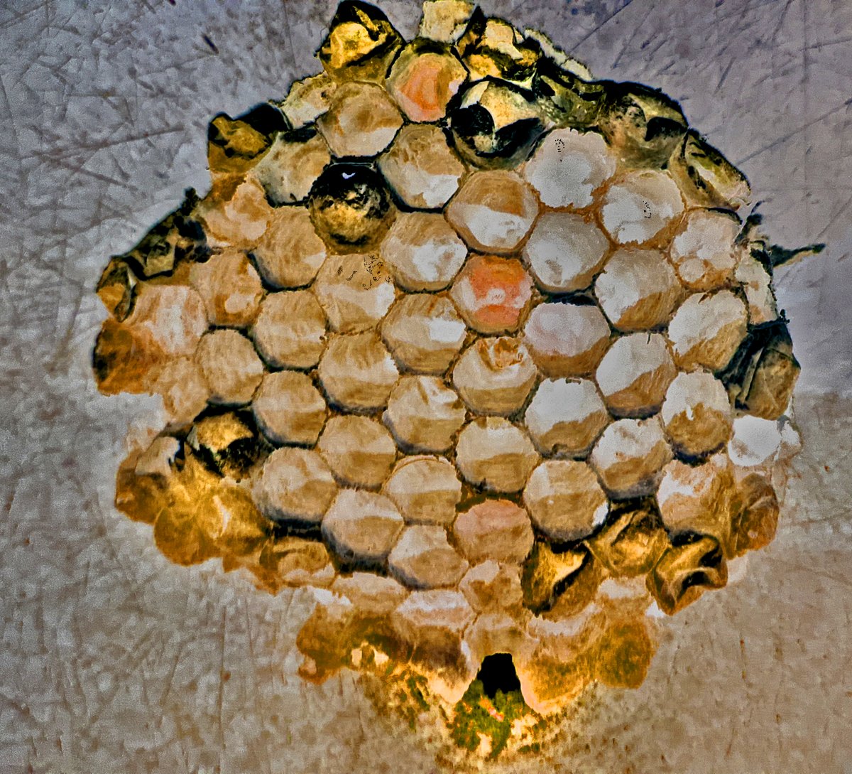 hillel_art's tweet photo. so this style I call #Fractalism
Is an attempt to find something else 
in something that is already fractal by nature
Like seeing creatures in the clouds
I see a kitty's face in this wasps nest I found
#NFTart #Art #NewArt https://t.co/L6qztFsFw2