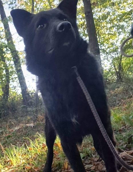 DNVSaveanimals's tweet photo. 🚨🚨URGENT🚨🚨
Please everyone share and if you can help message 
Stella is booked on transport and due to arrive at kennels on the 25th of November.  Sadly her foster family due to no fault of their own have had to pull out of taking her. We have 24hrs to reorganise - Help ! https://t.co/RahQMy8V25