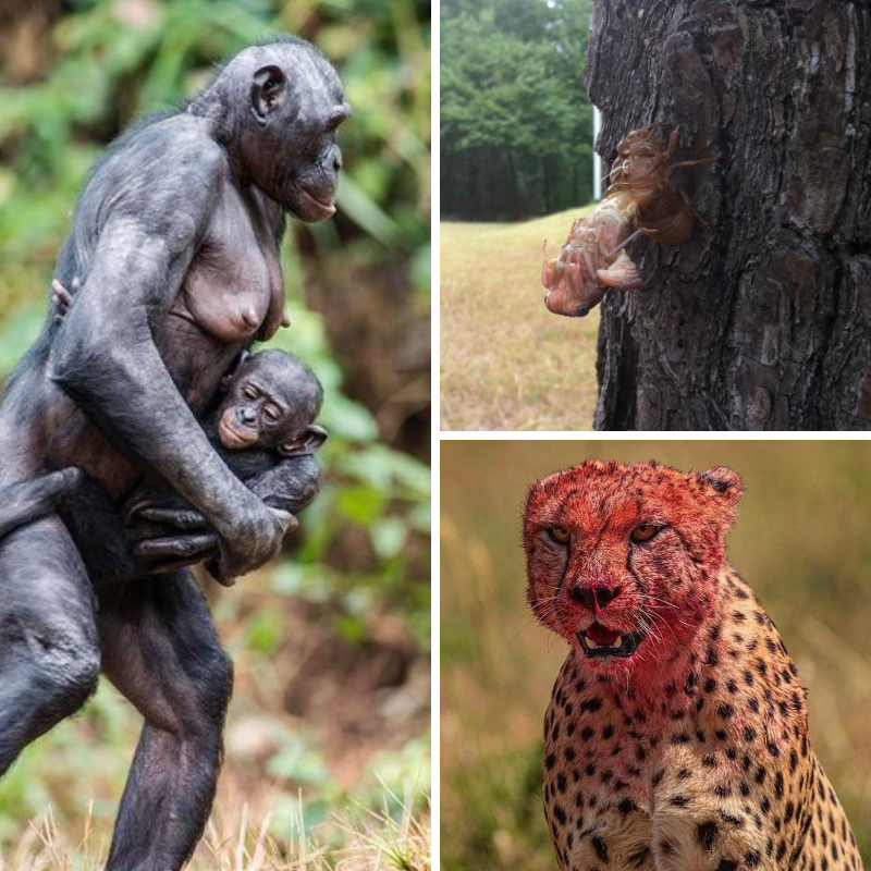Travlerz2's tweet photo. Estas fotos demuestran que incluso las cosas que jamás imaginamos son posibles.