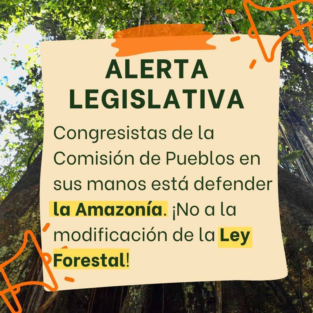 Kishairi's tweet photo. ¡Congresistas de @cdpueblos en sus manos está defender la Amazonía! No a la modificación de la #LeyForestal #AlertaLegislativa

@RuthLuqueIbarra
@MargotPalaciosH https://t.co/yT9PLszQg9