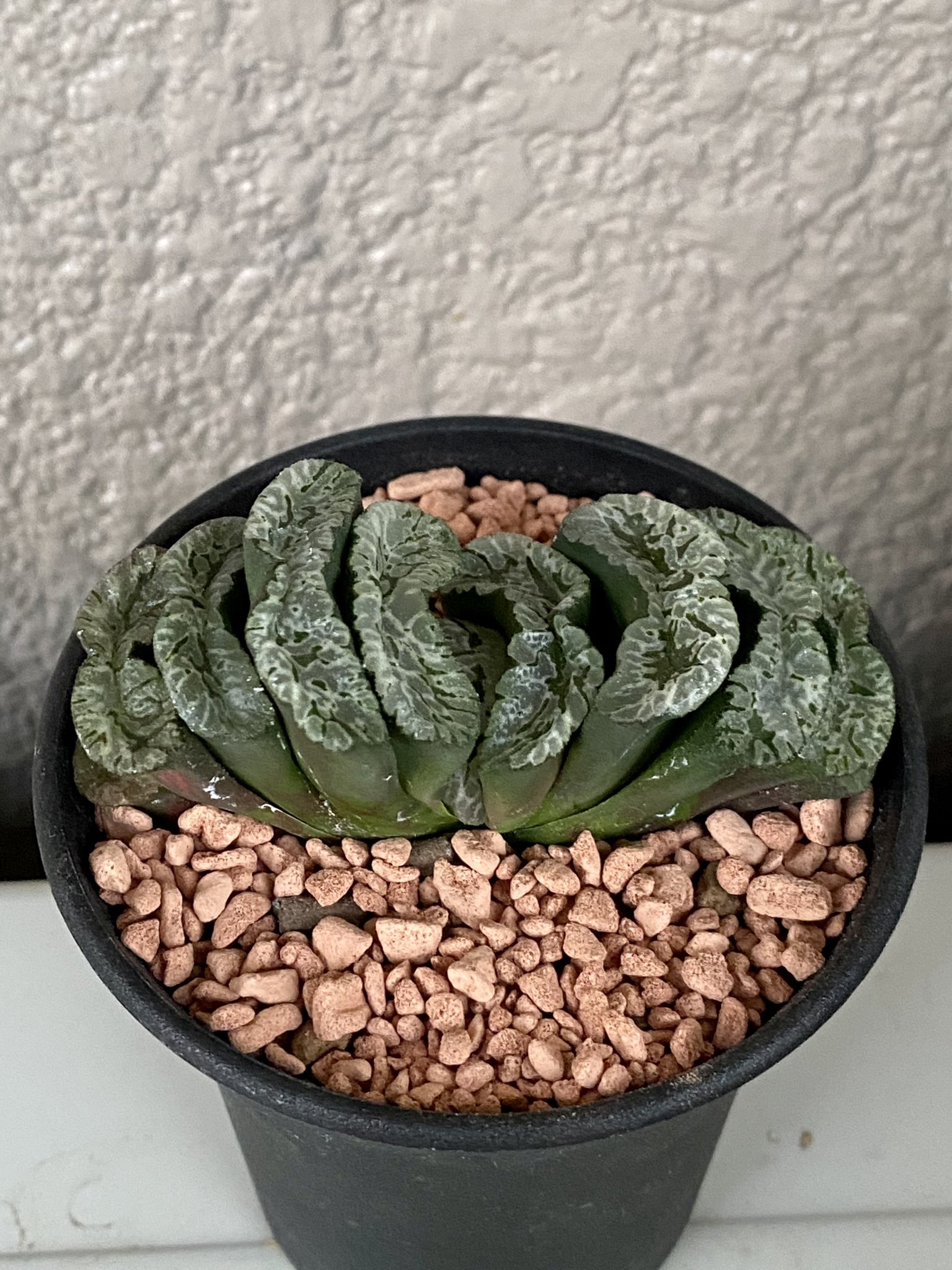 ハオルチア_ピクタ_モンスト_深海の女王 v☆1211 ハオルチア Haworthia picta モンスト 深海の女王