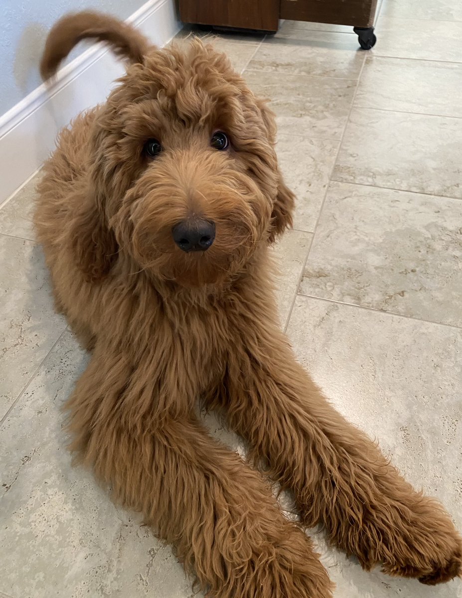 <a href="/darth/">darth™</a> Hi Darth I just met this good boy Toby and thought you might need to see him