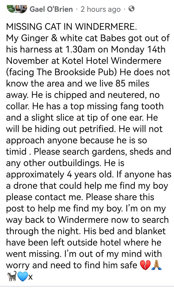 HunnyJax's tweet photo. Owner appeals for DRONE assistance.TRAP too?
#LostCatAlert #WINDERMERE. TIMID ESCAPEE DOESN'T KNOW AREA😿home is 85milesaway! https://t.co/tZZhf7TrYV
Ginger & white, escaped harness on Mon 14 November at Kotel Hotel Windermere (facing Brookside Pub) Chipped & neutered, no collar https://t.co/5SB3Hj3ZQA
