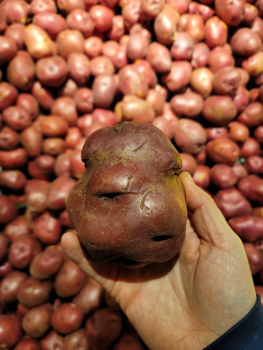 Ian___Online's tweet photo. Potatoes out here looking like a damn behelit https://t.co/wD4W2zzYwT
