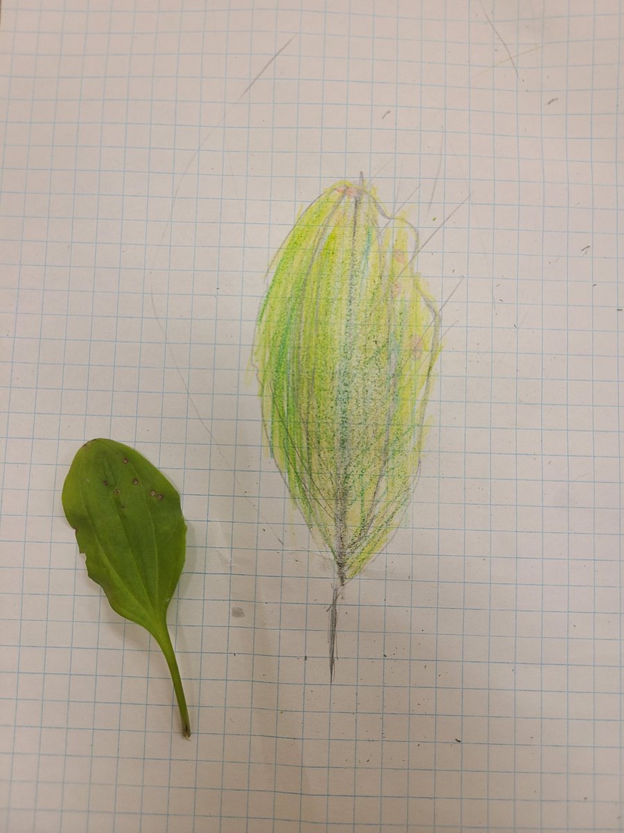 Gr3s learned the ABCs of scientific drawings today. We are adding illustrations to support our expository writing. #elementary