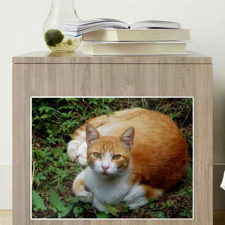 BranaghTh's tweet photo. Such a beautiful and cute stickers now at 25% lower price,more than 400 different ones until November 25 
https://t.co/M2yDs7hskV
Everything's 25% Off
@redbubble  #redbubbleshop #redbubble #Stickers #art #artwork #printondemand #explorepage #buy #gift #findyourthing #homedecor https://t.co/XTgN4LL5GG