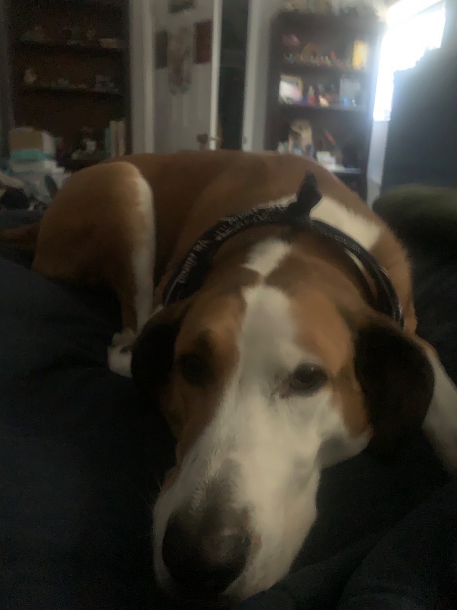 variksfacts's tweet photo. look at this epic dog https://t.co/FXVBS0wZD9
