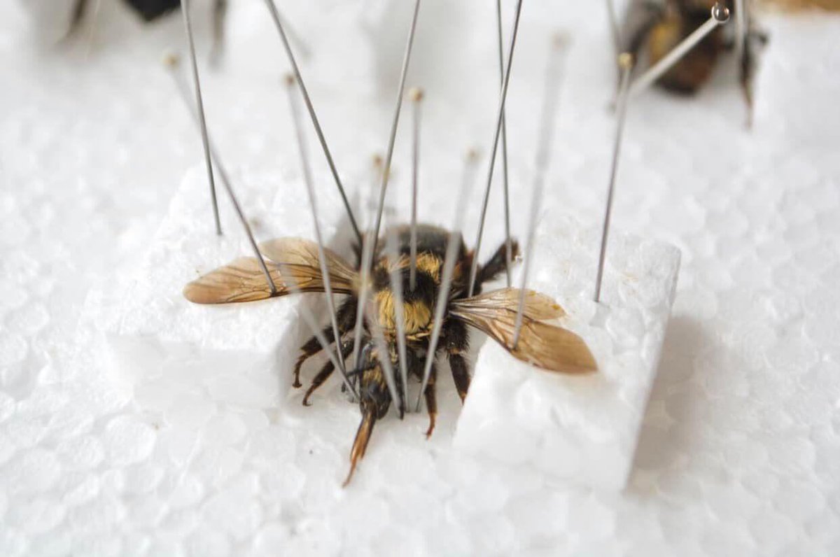 ButterflyBabeco's tweet photo. #entomology #science #insect #arachnid #cicada https://t.co/sE2FXryFOf