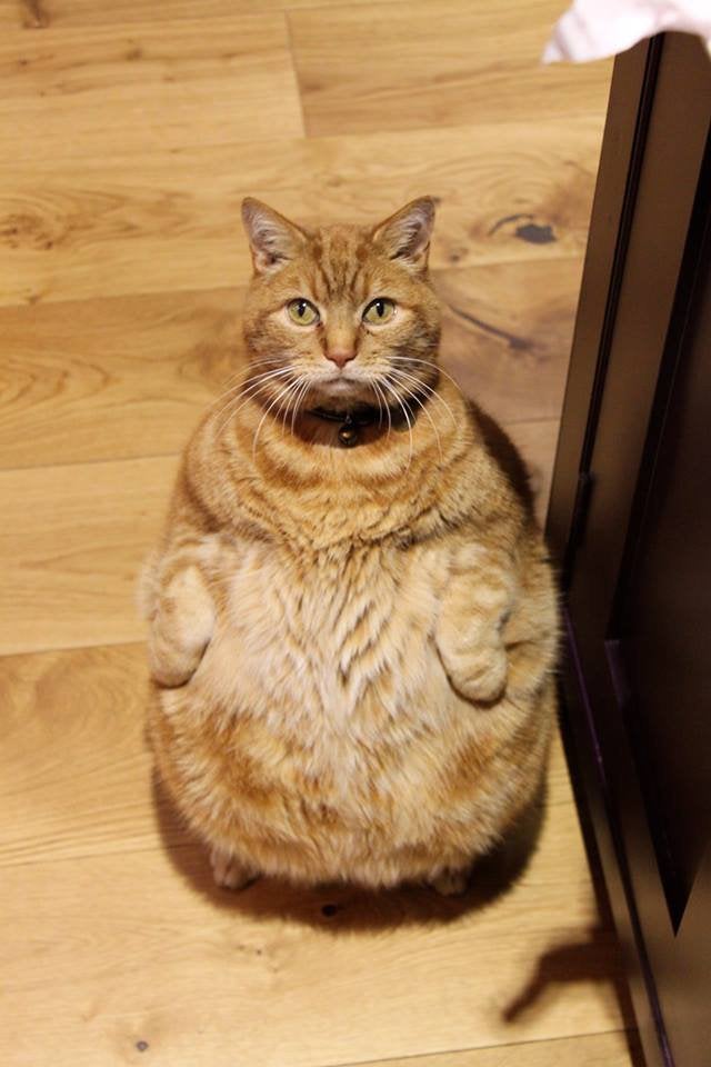 CumDanta's tweet photo. @chaoticcatpics https://t.co/yu6bE76V6M