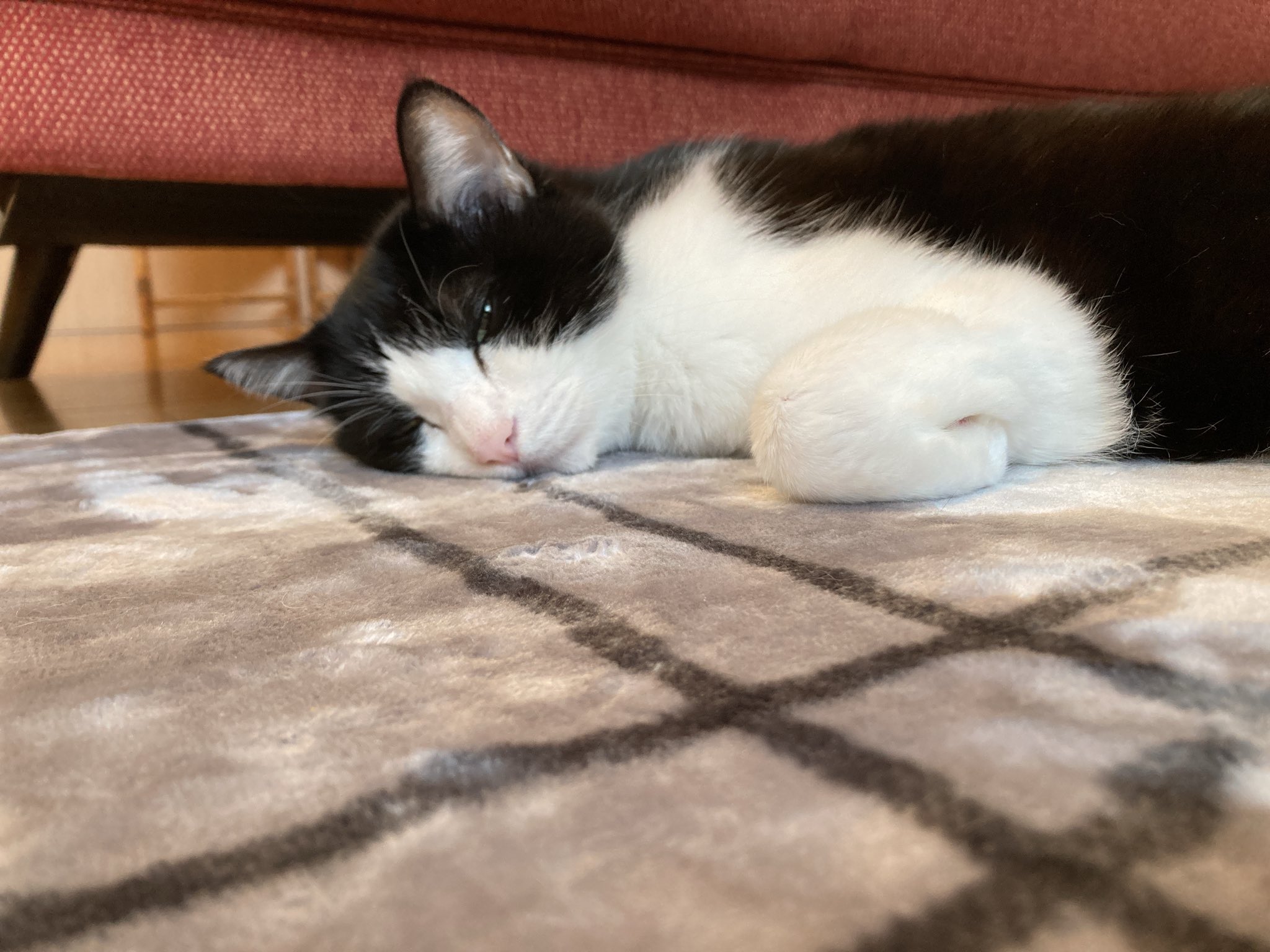 癒しねこ Twitter Search Twitter