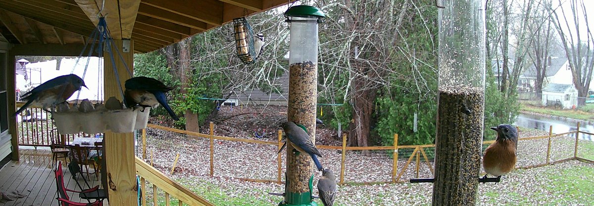 CWMaurerWrites's tweet photo. #BirbUpdate:
My little neighborhood bluebird flock is up to 6. I'd assumed they were on their way south for the winter, but some research plus it being so late in the season suggests that they might stick around through the winter.
Also had some goldfinches check in. https://t.co/WMrgQ5Eeia