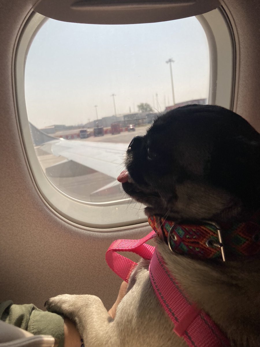 cstnd_laura's tweet photo. Muchas gracias @Aeromexico por el apoyo recibido por parte de su staff en los vuelos #AM2531 y #AM436 el pasado 13 de noviembre. Viaje por primera vez con mi #mascota de #ApoyoEmocional y el recibimiento fue increíble. El proceso en línea también es muy accesible y claro. https://t.co/eLbkQkWL1f