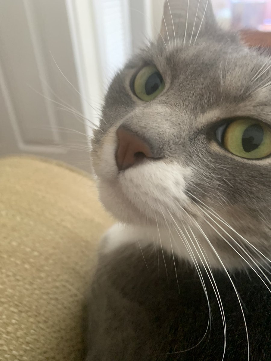 SnorlaxPokekid's tweet photo. How do cats know exactly when there’s work that needs to be done?! #PokeCat #igotacatonmylap https://t.co/J2gKB5QfNC